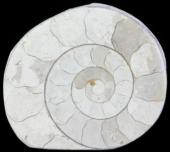 Cut and Polished Lower Jurassic Ammonite - England #62584